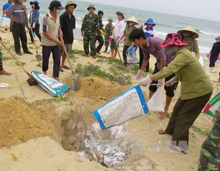Ngư dân xã biển Đức Trạch (huyện Bố Trạch) cùng lực lượng Biên phòng thu gom, chôn lấp cá chết dạt vào bờ. Ảnh: Võ Dung - TTXVN.