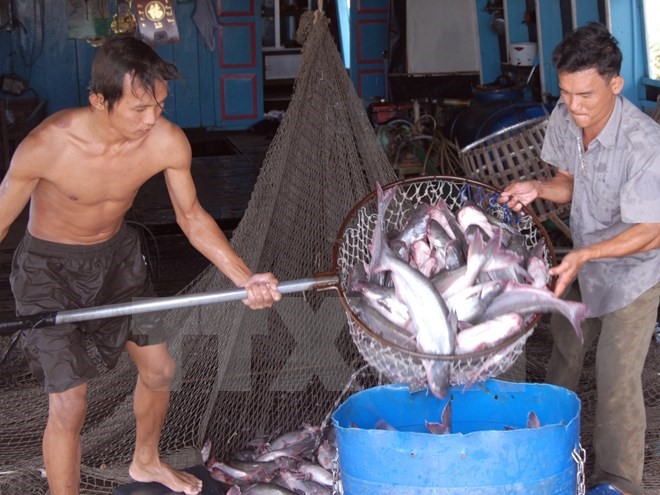 Thu mua cá tra ở Tiền Giang. (Ảnh: Hoàng Hải/TTXVN)