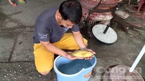 Cá rô vàng được câu - Ảnh: Hoàng Nam 