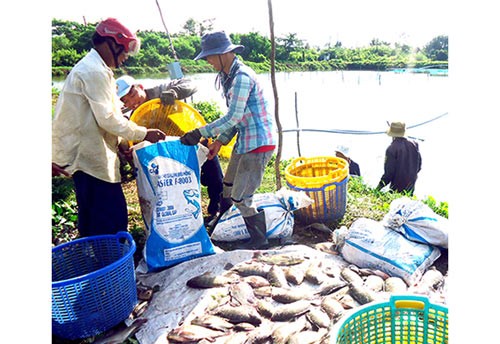 Thu hoạch cá rô phi tại vùng nuôi của Công ty cổ phần chế biến thực phẩm Sông Hậu trên địa bàn huyện Cờ Đỏ. Ảnh: MAI HOA