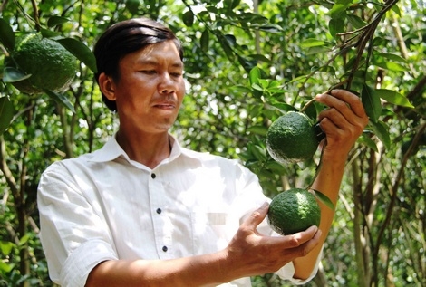 Anh Phan Văn Chung bên vườn cam của mình.