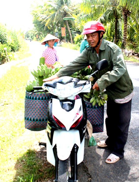 Tiểu thương Huỳnh Văn Điều đi thu mua chuối của người dân tại ấp Trường Hòa, xã Trường Long, huyện Phong Điền, TP Cần Thơ.