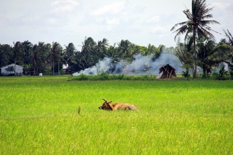 Mùa này năm ngoái, đã gần thu hoạch vụ Thu Đông trên cánh đồng này, nay thì đồng bỏ không cho cỏ mọc và chăn thả gia súc.