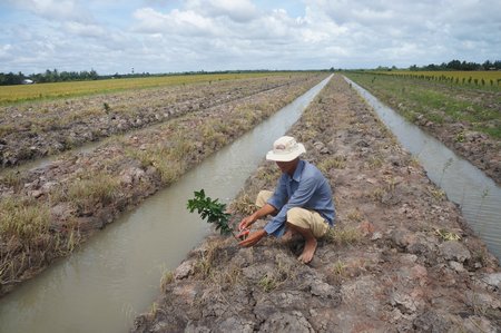 Chỉ còn vài cây còn dính da, phần lớn bị chặt đứt lìa.