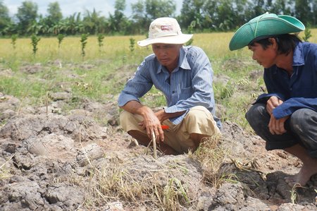 Vay tiền ngân hàng, mướn đất trồng cam khiến 2 người nông dân càng trở nên khốn đốn.