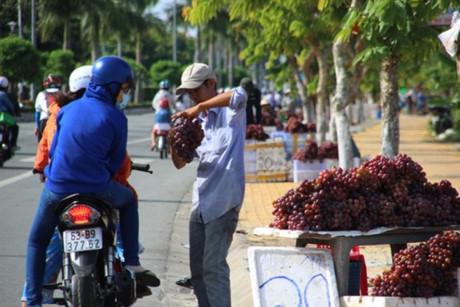 Nho được nhập từ Trung Quốc trong những thùng xốp qua cửa khẩu Lào Cai chở vào Nam rồi về chợ đầu mối Thủ Đức (TP HCM) trước khi đổ xuống đồng bằng sông Cửu Long. 