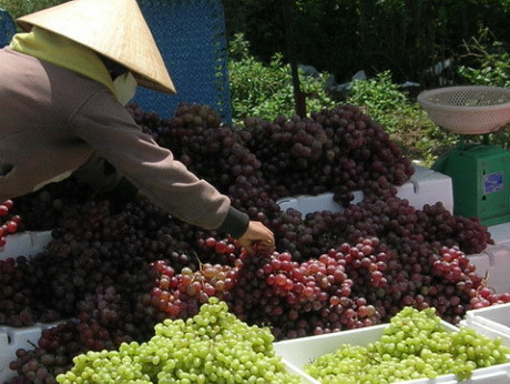 Nho được bày bán ngoài nắng suốt ngày nhưng vẫn không hư hỏng, các cơ quan chức năng nghi ngờ do hóa chất bảo quản. 