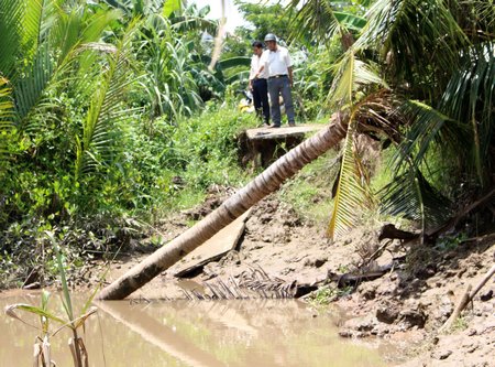 Đoạn đê lở ở ấp Bình An làm mất một khúc đường giao thông.