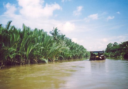 Trồng dừa nước ven sông- giải pháp phi công trình hiệu quả trong chống xói lở bờ sông, bờ đê.