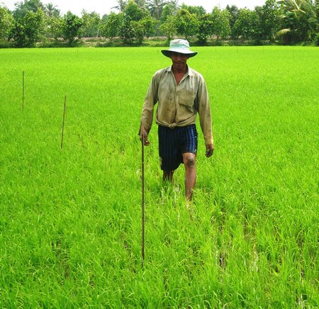 Bà con cần tập trung chăm sóc lúa Thu Đông.