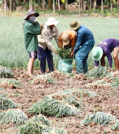 Nông dân Bình Tân thực hiện hiệu quả xen canh “1 lúa, 2 màu”.