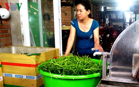 Cơ sở chuyên bán sỉ rau muống chẻ ngâm hóa chất độc hại