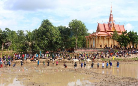 Giải đấu nhằm tìm ra những đôi bò hay, mạnh khỏe để tham gia giải đua cấp huyện.