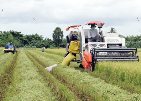 Mặc dù thu hoạch lúa Thu đông nhưng do nền đất khô như vụ Đông xuân nên những bao lúa được quăng xuống mặt ruộng để nhân công thu gom; trong khi những năm trước phải để trên máy cắt chở lên bờ hoặc đưa sang xe kéo rồi tiếp tục vận chuyển vào điểm tập kết vì dưới ruộng toàn là nước.