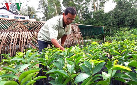 Ông Lê Văn Vui đang chăm sóc giống mãng cầu gai ghép gốc bình bát