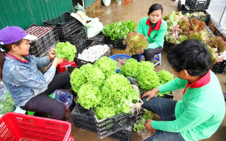 Thị trường tiêu thụ rau thủy cảnh chủ yếu là siêu thị, nhà hàng...