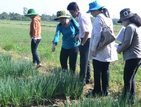 Nông sản an toàn là xu thế tất yếu nhà vườn cần thực hiện.