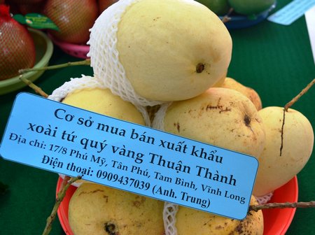 Xoài tứ quý Tam Bình hiện được nhiều thị trường ưa chuộng.