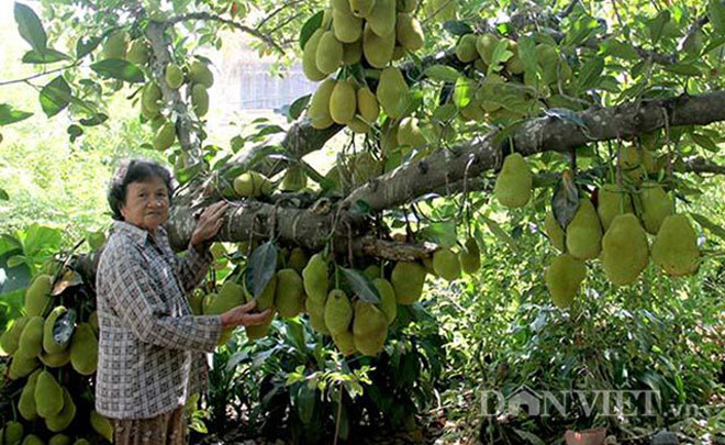 Có cảm giác như cây mít sẽ bị gãy đổ vì quá nhiều quả trên cành.