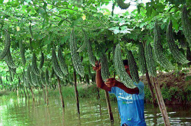 Mướp đắng sai trĩu mà lại đều, quả nào quả nấy, xanh rì, to đều như nhau.