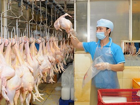 Đóng gói sản phẩm thịt gà để cung cấp ra thị trường. (Ảnh: An Hiếu/TTXVN)