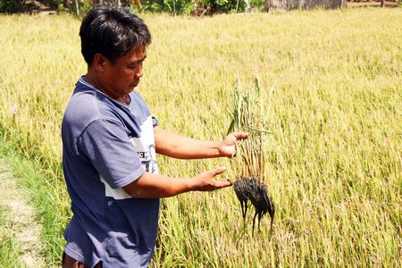 Do ảnh hưởng hạn, mặn khiến ngành nông nghiệp- thủy sản gặp khó.