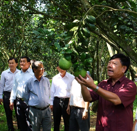 Bí thư Tỉnh ủy- Trần Văn Rón (bìa phải) khảo sát các mô hình kinh tế hiệu quả