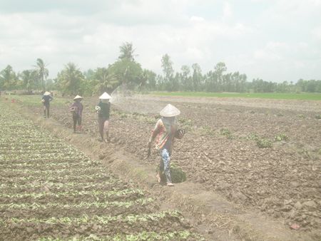 Lao động trên những cánh đồng khoai lang. 