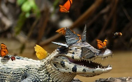 Chú cá sấu Caiman tỏ ra khá hiền lành. Tuy nhiên, khi thấy ngày càng có nhiều bướm trên đầu, nó  bắt đầu tỏ ra khó chịu. Khi con cá sấu nhấc đầu lên, đàn bướm mới bay đi. (Nguồn: Caters News Agency)