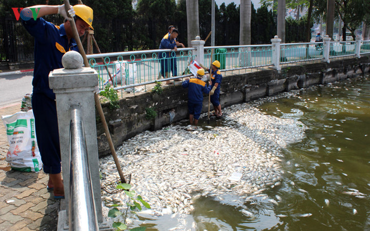 Loại cá chết chủ yếu là Rô phi nhưng những ngày sau, xác các loại cá to như Chép, Trê cũng bắt đầu nổi lên.