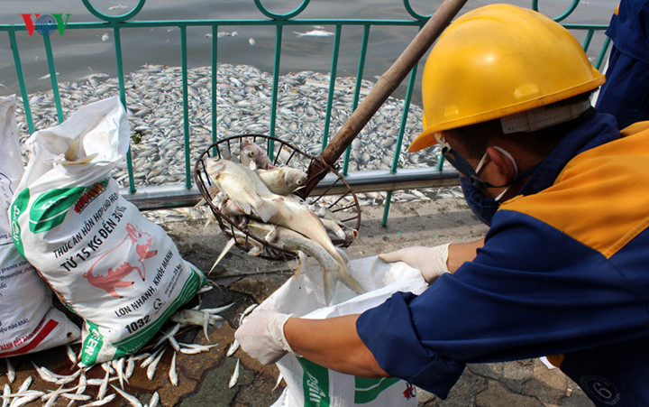 TP Hà Nội phải huy động nhiều lực lượng để tiến hành quy trình vớt và tiêu huỷ cá.