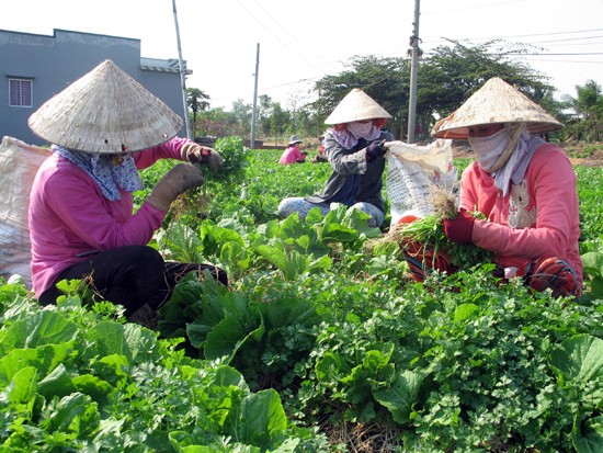 Trồng màu thích ứng biến đổi khí hậu ở xã ven biển Tân Thành, huyện Gò Công Đông, tỉnh Tiền Giang. Ảnh: Minh Trí/TTXVN