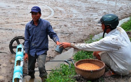 Khó khăn cho nông dân là hiện chưa có nhiều giống chịu mặn tốt nhưng đảm bảo năng suất.