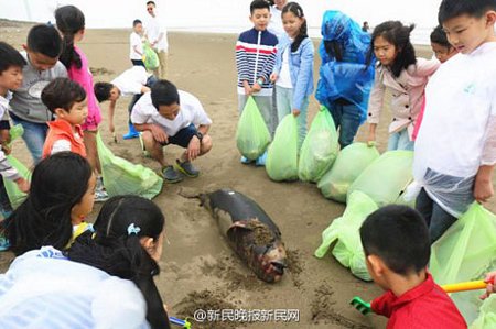 Con cá heo có một số vết thương trên cổ và bụng. (Nguồn: CCTV)