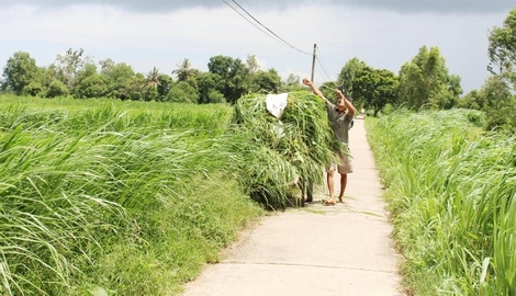 Đường vào “xã bò sữa” Tham Đôn bạt ngàn đồng cỏ.