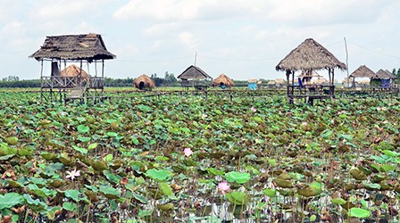 Sen mênh mông ở Đồng Tháp Mười.