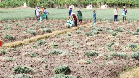 Xã Tân Lược (Bình Tân) thành công với mô hình xen canh: 1 vụ lúa- 2 vụ màu.