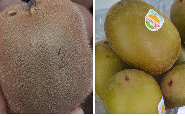 Phân biệt kiwi giữa hàng nhập khẩu 