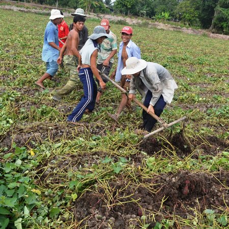     Nhờ sản xuất rải vụ nên giá khoai lang từ đầu năm đến nay ổn định mức cao.