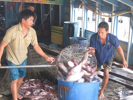 Giá cá tra đang tăng nhưng nông dân không còn cá để bán