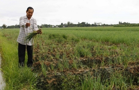 Ông Nguyễn Cao Miên- Giám đốc HTX Rau củ quả Tân Bình buồn bả với ruộng hành đang chết dần.