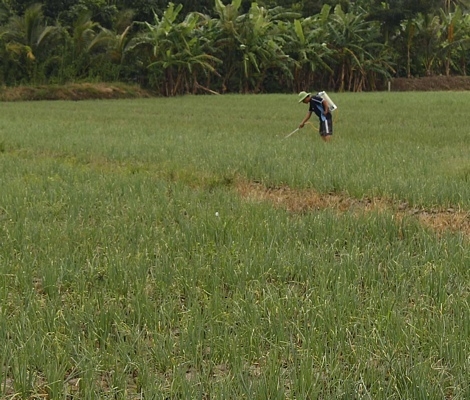 Người dân đang phun thuốc cố cứu đám hành đang dần đỏ.