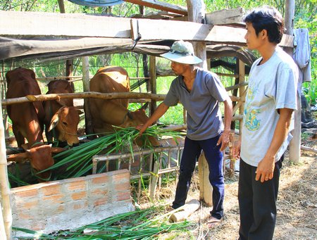 Hình thức cho mượn bò cái giống của Đài THVL giúp các hộ nghèo, hộ cận nghèo có điều kiện chăn nuôi, vươn lên thoát nghèo bền vững.