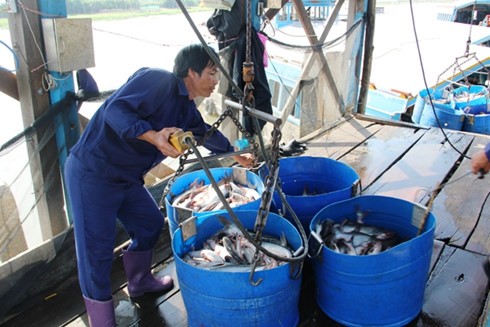 Giá cá tra đang tăng nhưng nguồn cung cũng cạn dần.