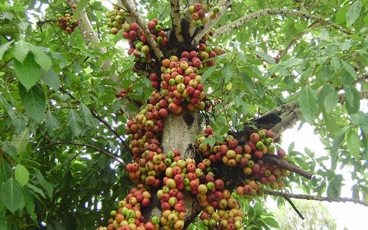 Theo Đông y, quả sung có tính bình, vị ngọt, có tác dụng kiện tỳ thanh tràng, tiêu thũng, giải độc, có thể sử dụng chữa viêm ruột, kiết lị, bí đại tiện, trĩ, đau họng, mụn nhọt, mẩn ngứa...