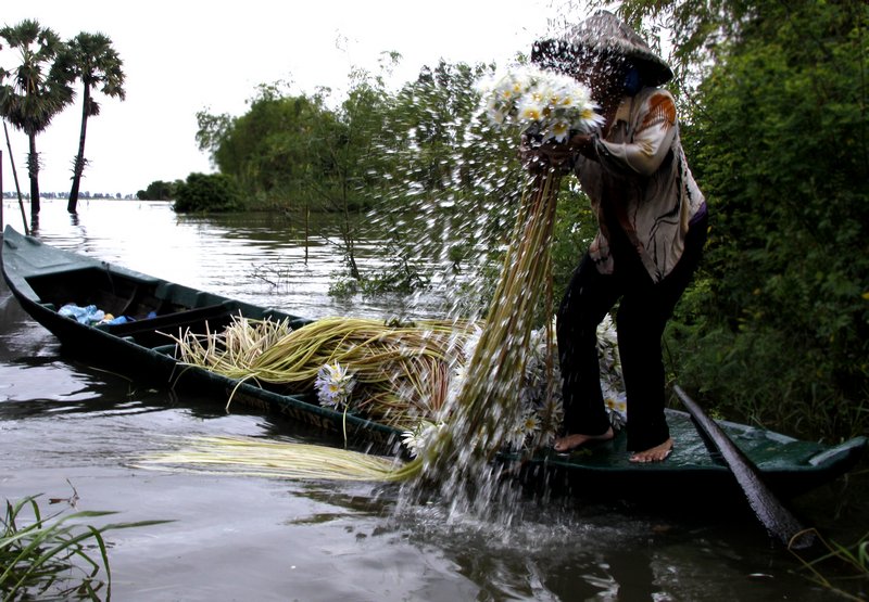 Ngoài nguồn cá, các loại rau trong mùa nước đem lại nguồn thu đáng kể cho nông dân vùng bảy núi, trong đó bông súng.