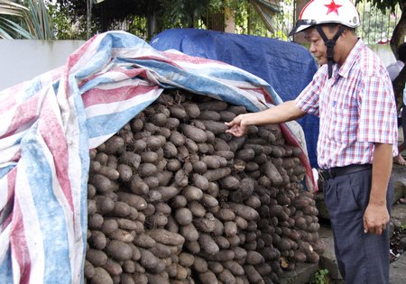 Khoai mỡ tím nông dân đã thu hoạch, chờ thương lái đến cân. Với giá 6.500đ như hiện nay nông dân sẽ phấn khởi.