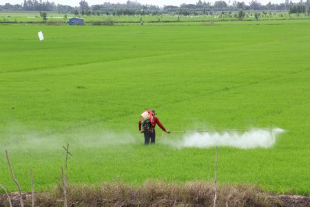  Làm lúa trong mùa mưa bão khiến chi phí sản xuất tăng nhiều lần.