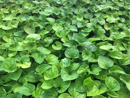 Những loại rau gia vị như ớt, rau diếp cá, rau thơm... được chị trồng cố định ở một, hai ô đất.