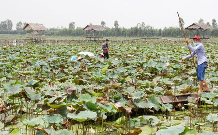 Theo TS. Dương Văn Ni, luân canh sen- lúa hoặc chuyên canh sen làm du lịch, trữ lũ gấp đôi làm 3 vụ lúa.